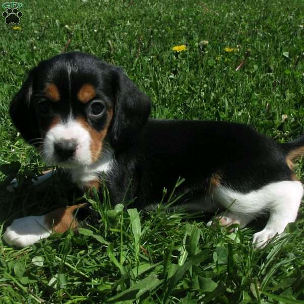 Alexis, Beaglier Puppy